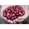 Nicaragua SHB EP Jinotega Matagalpa Specialty-85p Pörkölt kávé 125g-KS