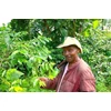 Tanzania AA Utengule Estate Honey Specialty 86p Pörkölt kávé 1000g-KV