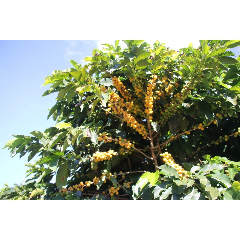 Brazil Fazenda da Lagoa Specialty 84p Pörkölt kávé 250g-KS