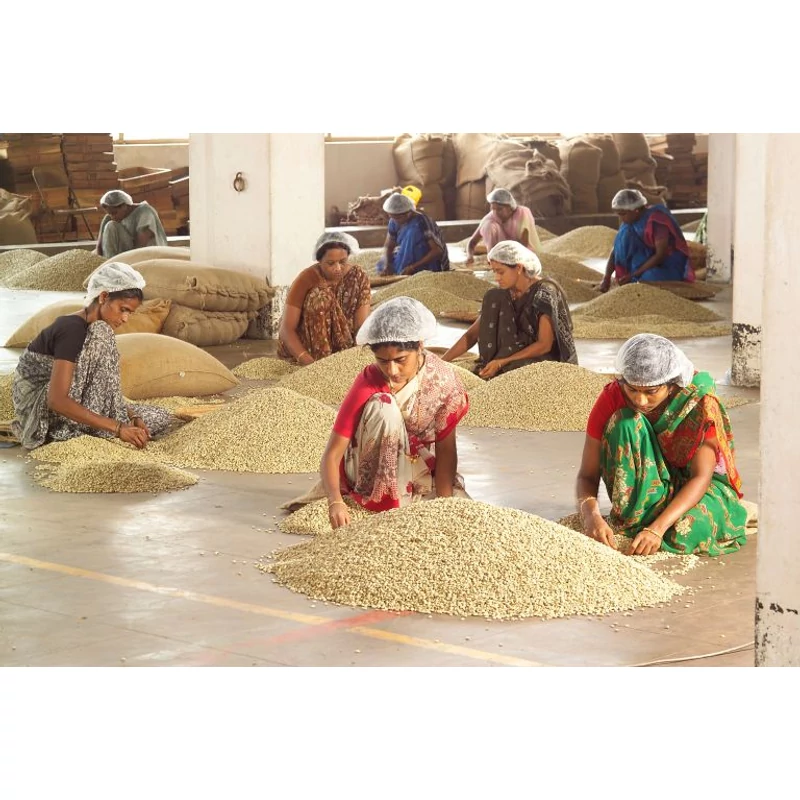 India Robusta Monsooned Mabar AA Nyerskávé 1000 g
