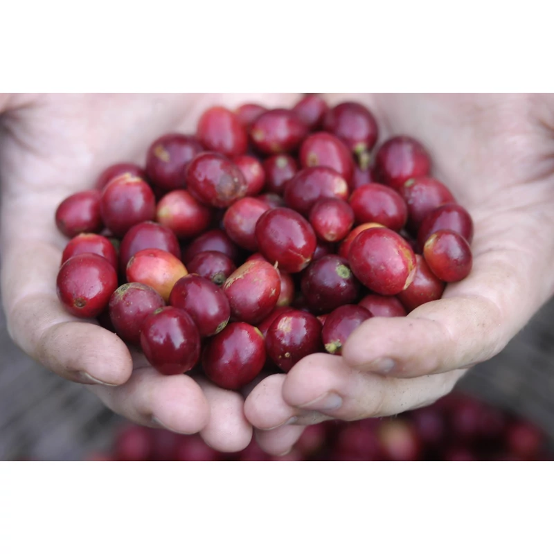 Nicaragua SHB EP Jinotega Matagalpa Specialty-85p Pörkölt kávé 125g-KS