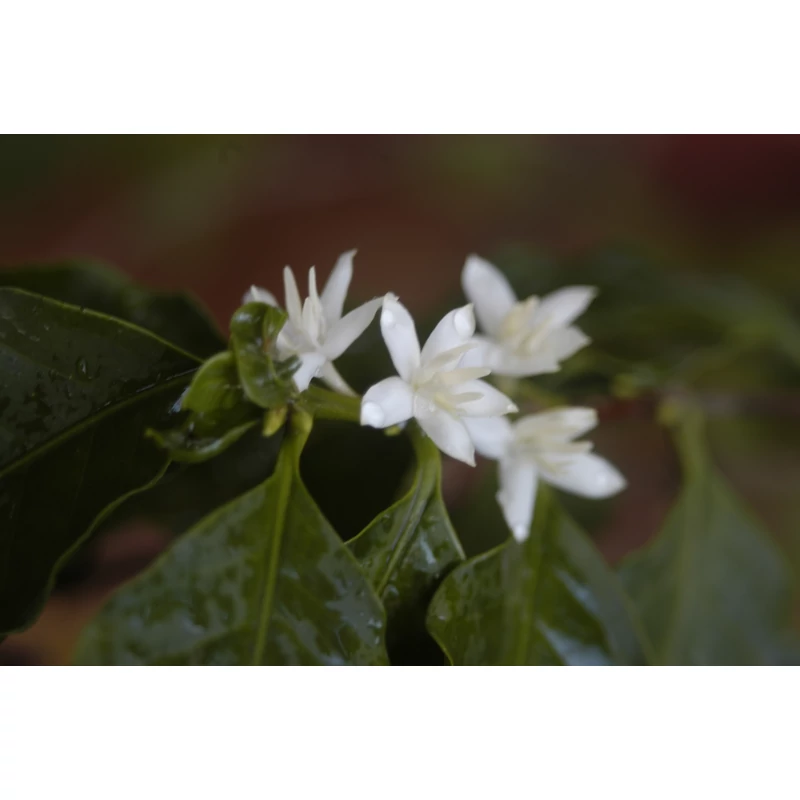Nicaragua SHB EP Jinotega Matagalpa Specialty-85p Pörkölt kávé 125g-KS