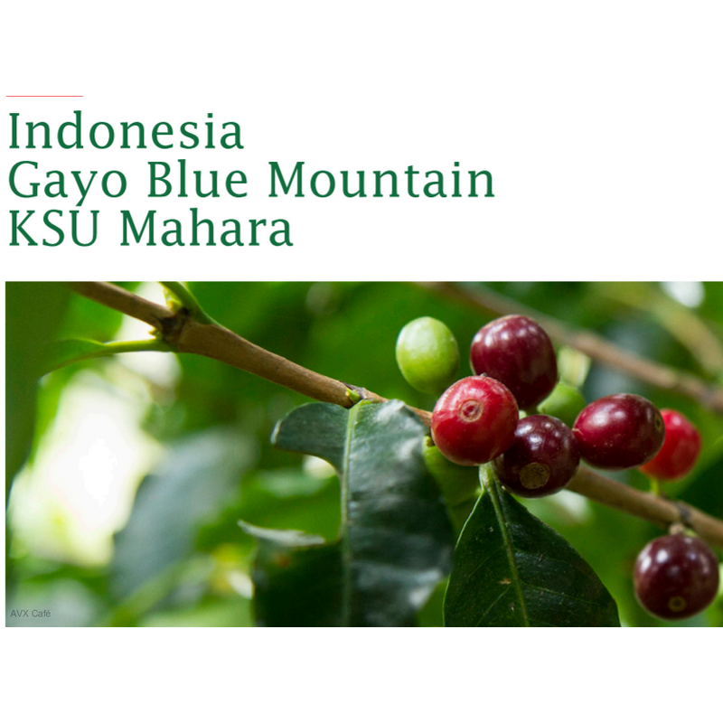 Indonesia Gayo Blue Mountain Pörkölt kávé 1000g-KS