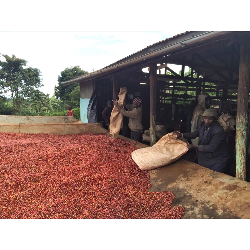 Kenya AA Jambo Jambo Pörkölt kávé 125g-V