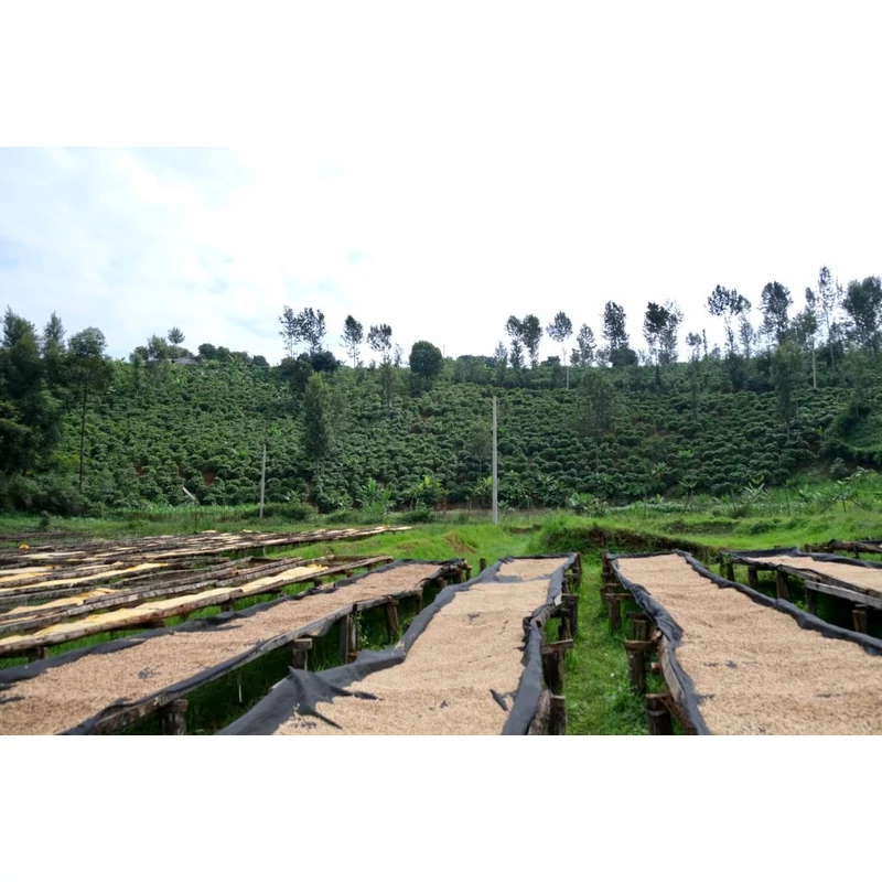 Kenya AA Jambo Jambo Pörkölt kávé 125g-V