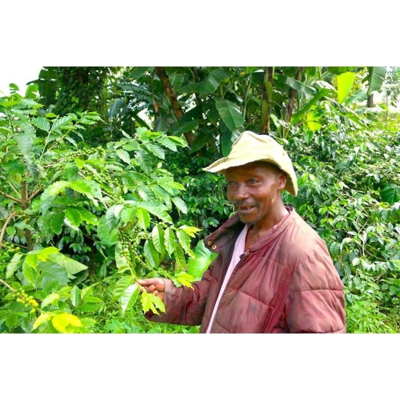 Tanzania Mwankumbi Specialty 87p  Pörkölt kávé 1000g-KV