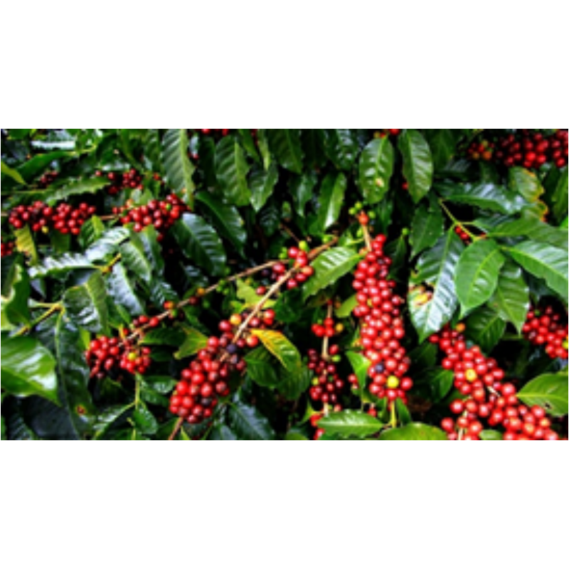 India Plantation AA Pörkölt Kávé 500g-KS