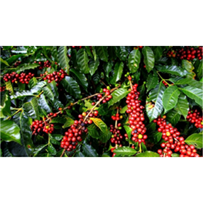 India Plantation AA Nyerskávé 2000 g