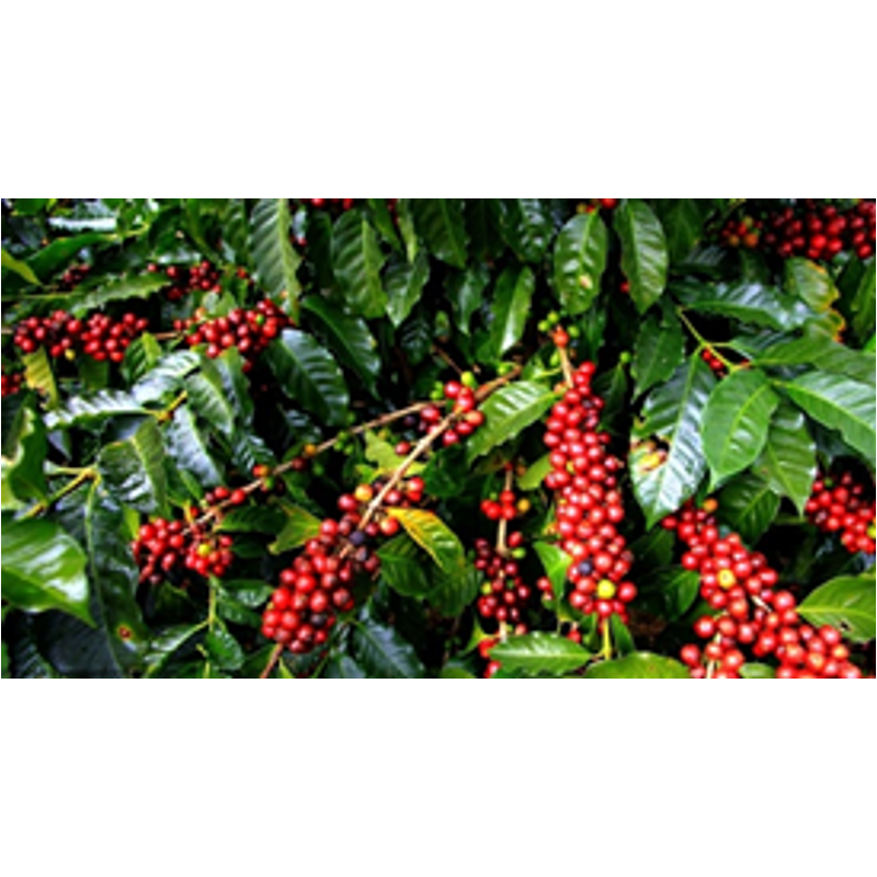 India Plantation AA Pörkölt Kávé 10*1000g-KS - Előrendelés!