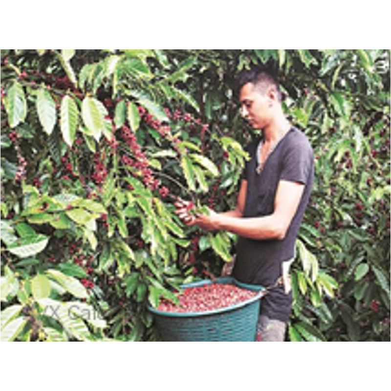 India Plantation AA Nyerskávé 250 g